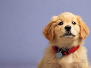 Best Large Breed Puppy Foods