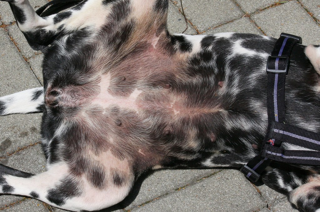 dog with skin allergy
