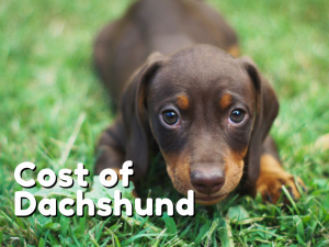 Cost of a Daschund Puppy by US Region