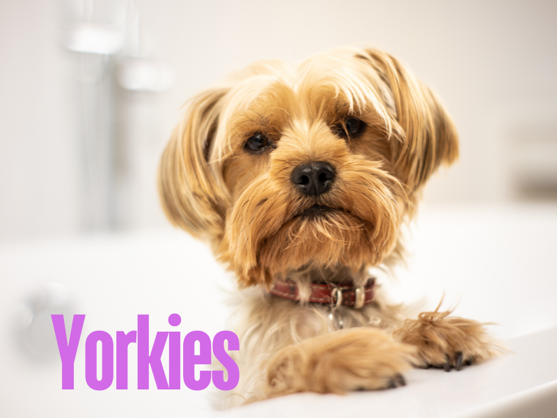 Cost of a Yorkie Puppy