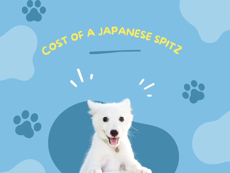 Cost of a Japanese Spitz Puppy